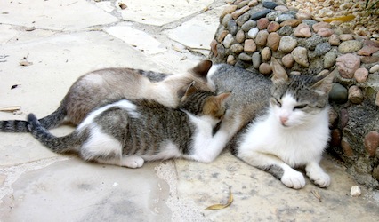 Mutter mit Kitten bei einer Villa