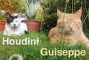 Houdini & Guiseppe