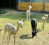 making new frens: Alpacas